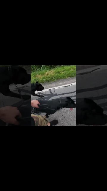 Cane Corsos Amazing Behavior! #shorts #pets #viral #funnydogs