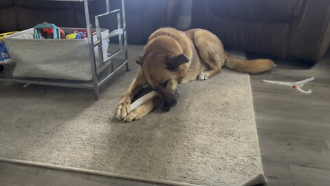 Maverick and Ruby treat eating contest 😊