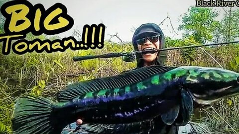 Toman Fishing
