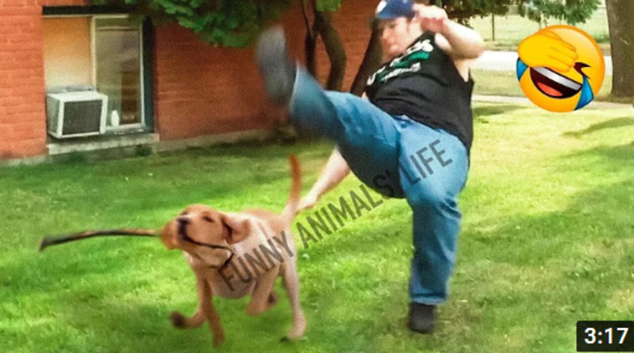 Best Funny Animal Videos 2022 😸 - Funniest Dogs And Cats Videos 😂🤣