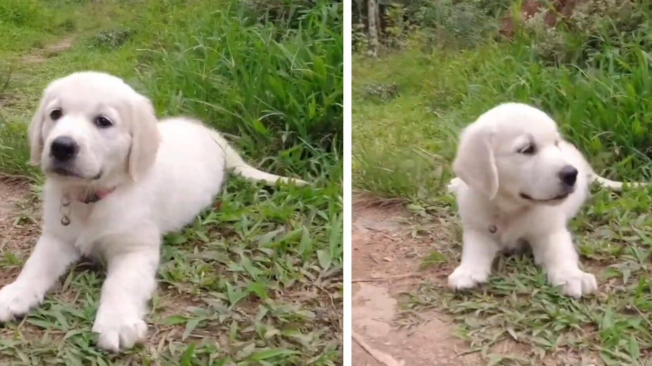 It's so cute dogi puppies
