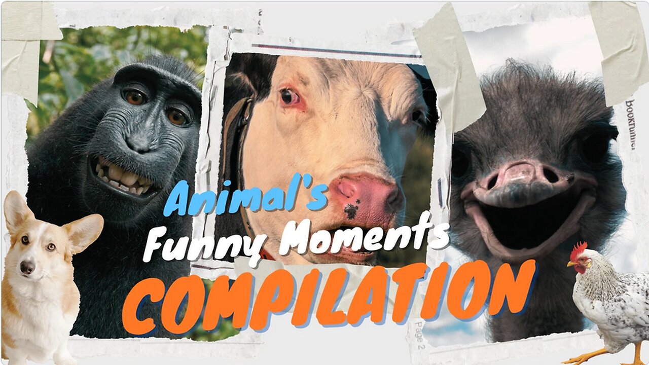 Best Funny Animal Videos πΆππ»