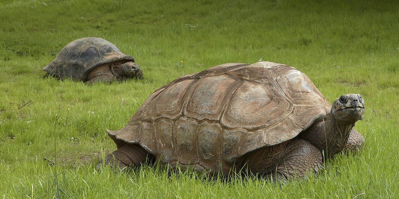 THE ALDABRA GOLIATH TURTLE IS A MONSTER TYPES OF TURTLE LOCAL TO THE ALDA IN THE INDIAN SEA