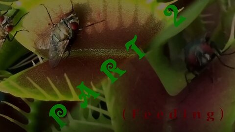 CARNIVOROUS PLANTS – Part 2 (feeding)