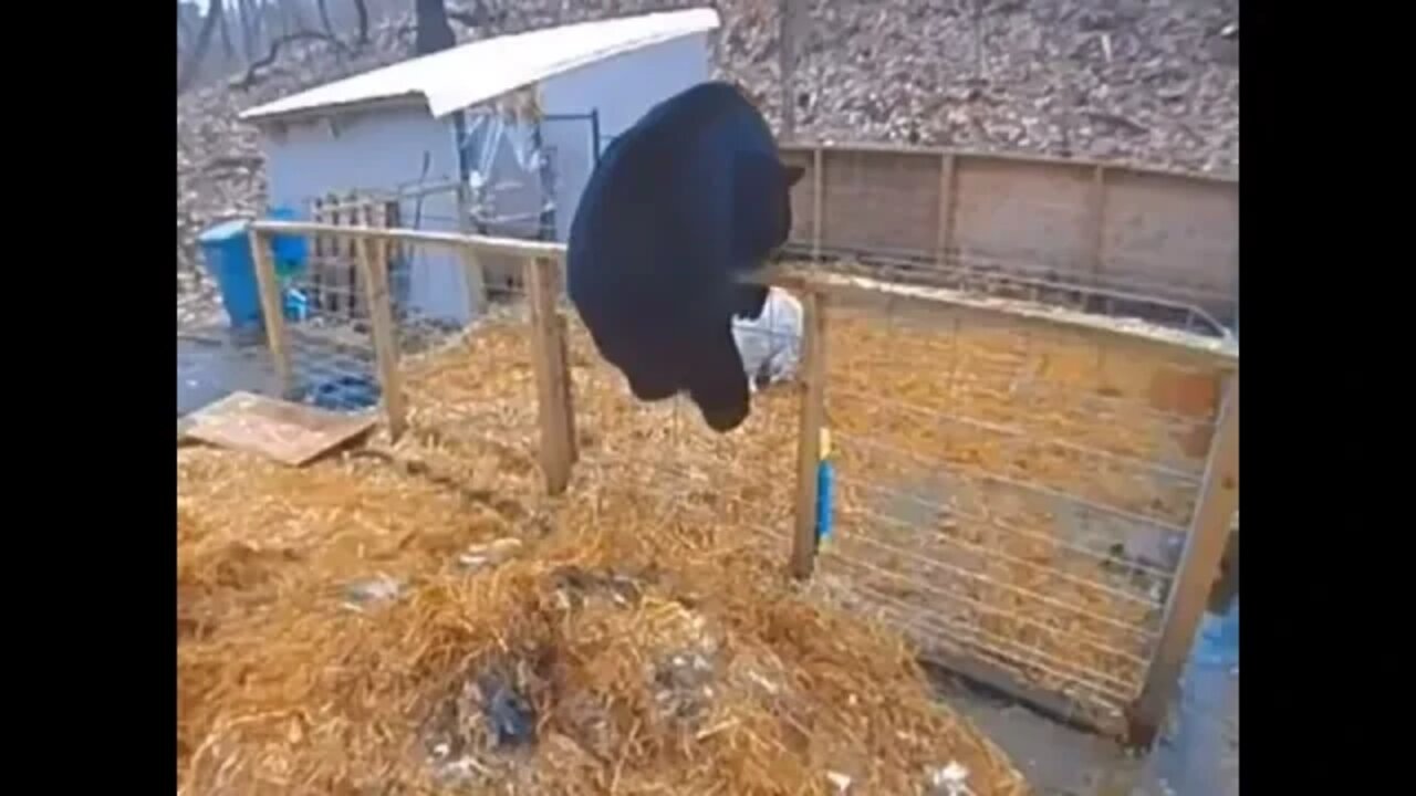 creepy bear