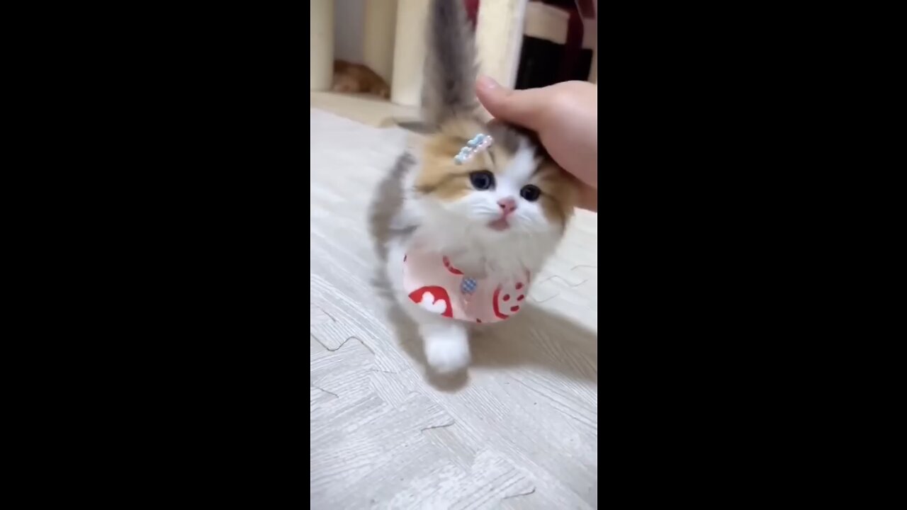 Cute kitten