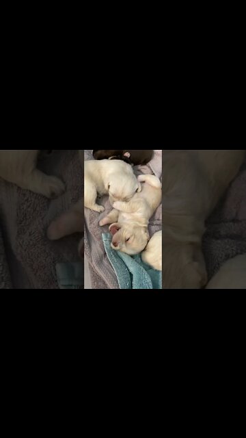 These sweet puppies are almost 3 weeks old!!! #shorts #cutepuppies #babyanimals