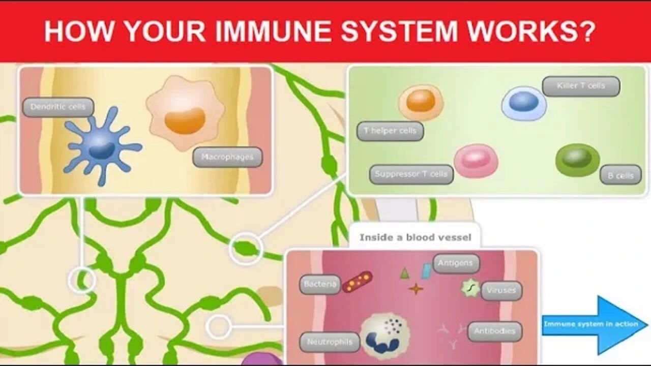 How your immune system works - part 3