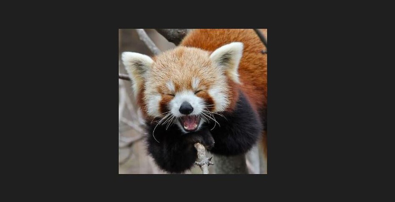 Cute Red Pandas to Watch When Feeling Depressed- CUTEST Compilations