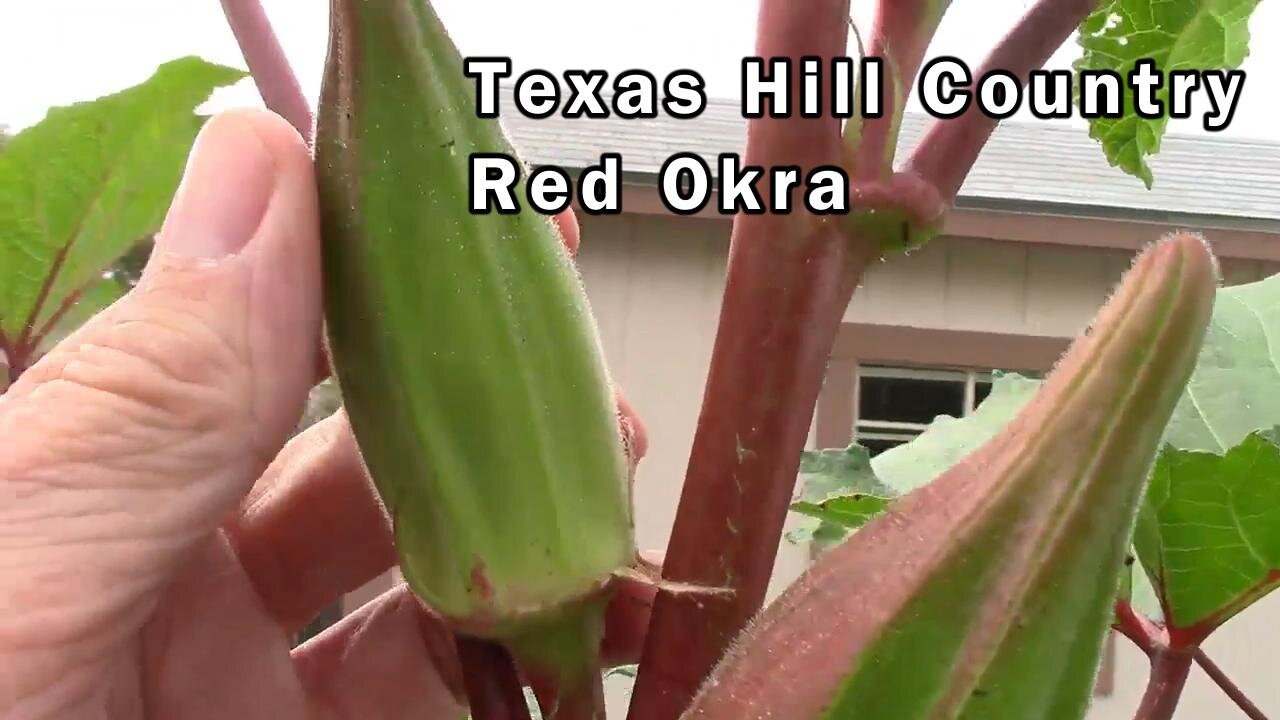 Texas Hill Country Red Okra