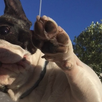 Annoying owner plays with puppy´s cheeks and french bulldog reacts with bite...