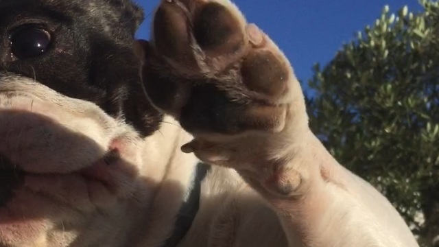 Annoying owner plays with puppy´s cheeks and french bulldog reacts with bite...