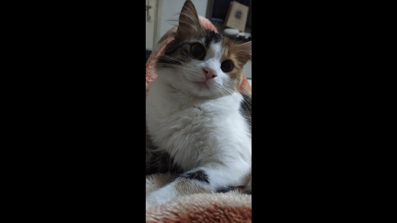 Cute animals