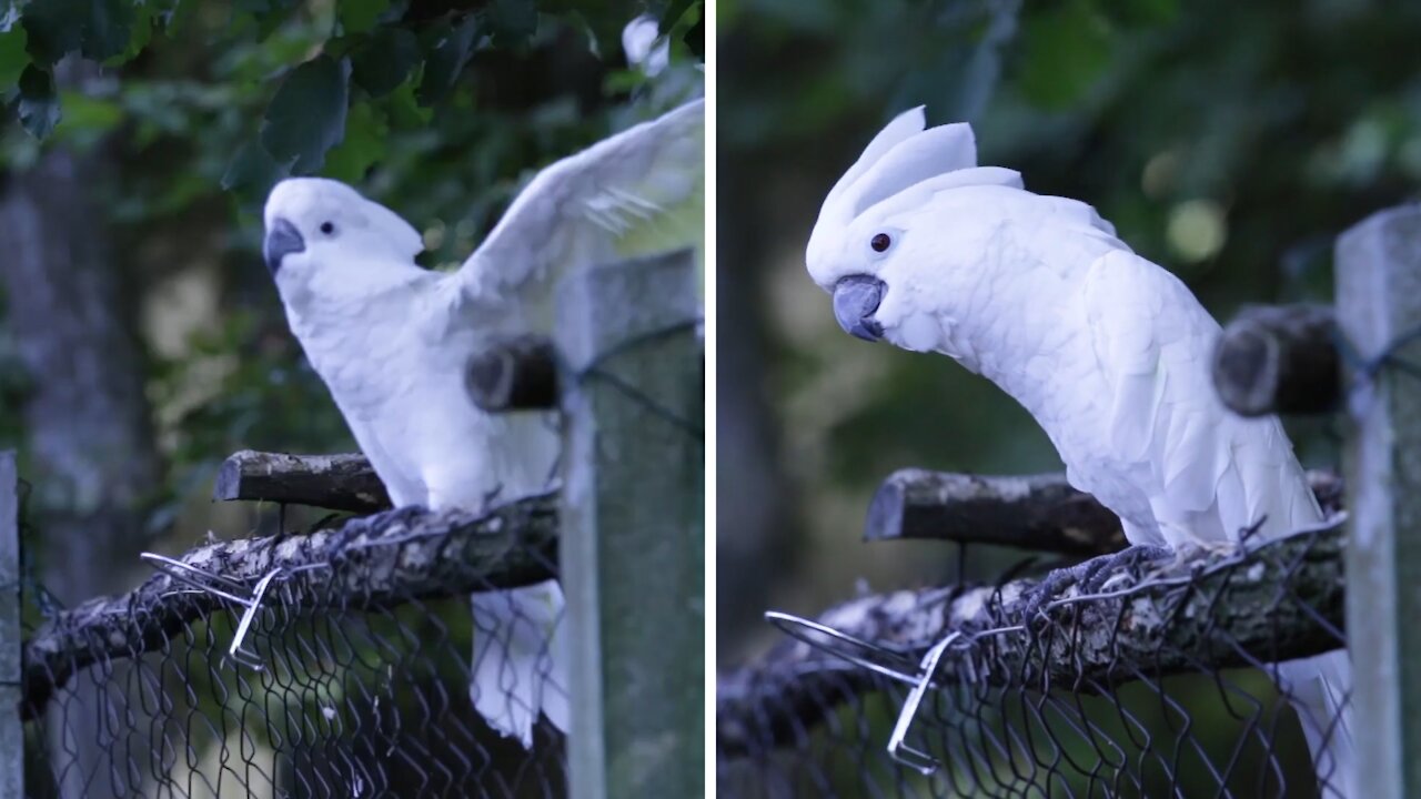 White parrot is dancing | Parrot dance