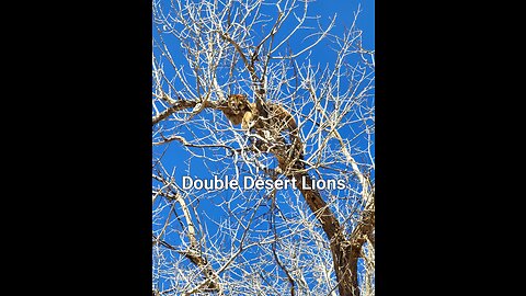 Double Desert Mountain Lions