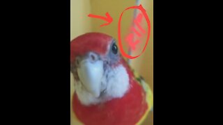 What that parrot do? Eat your walls