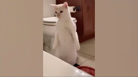 After Not Being Able To Get Into Tub Cat Stands Angry