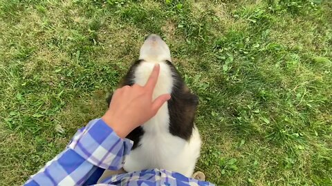 St. Bernard sitting between my legs