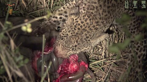 Male Leopard With Warthog Meal Joined By A Female