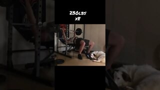 230x8 bench press #shorts