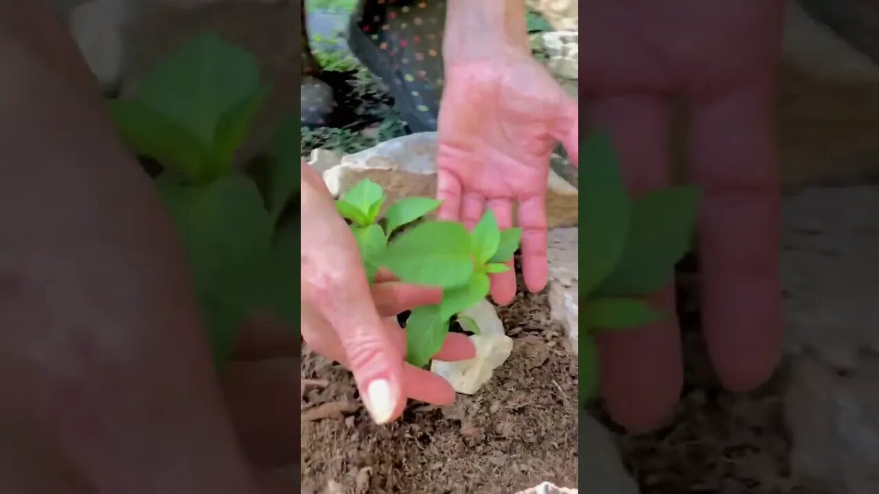 Jenny’s Hot Peppers are growing! 🌶😃#shorts #viral #tiktok #trending