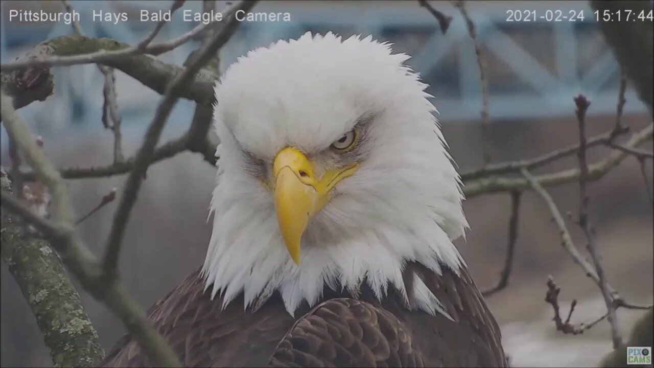 Hays Eagles Dad points to Mom sitting in the Camera tree 02 24 21 14:35:41