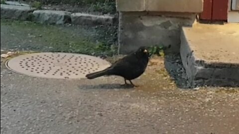 Common blackbird neighbour welcoming me home