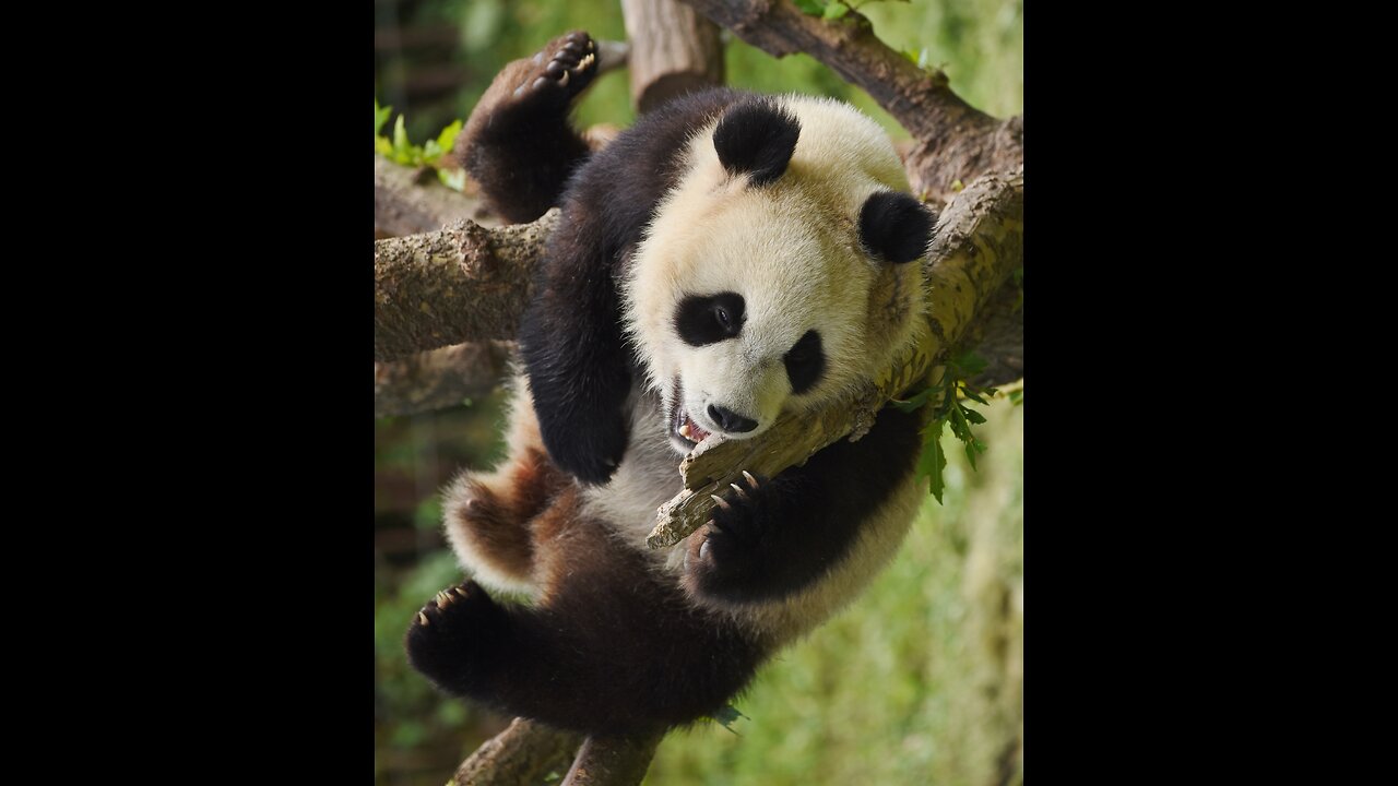 TOP 10 FACTS ABOUT PANDAS