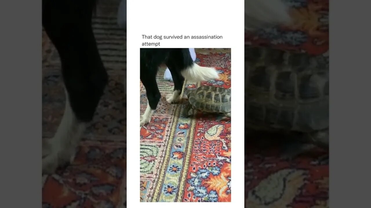 Too slow, mate 😂😂🐢 🐶 #shorts #shortsvideo #fyp #funny #dog #fy #turtle