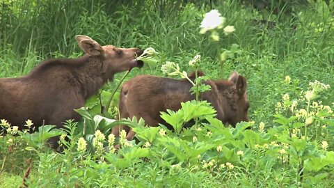 Two Moose Calves Munching in the Grass