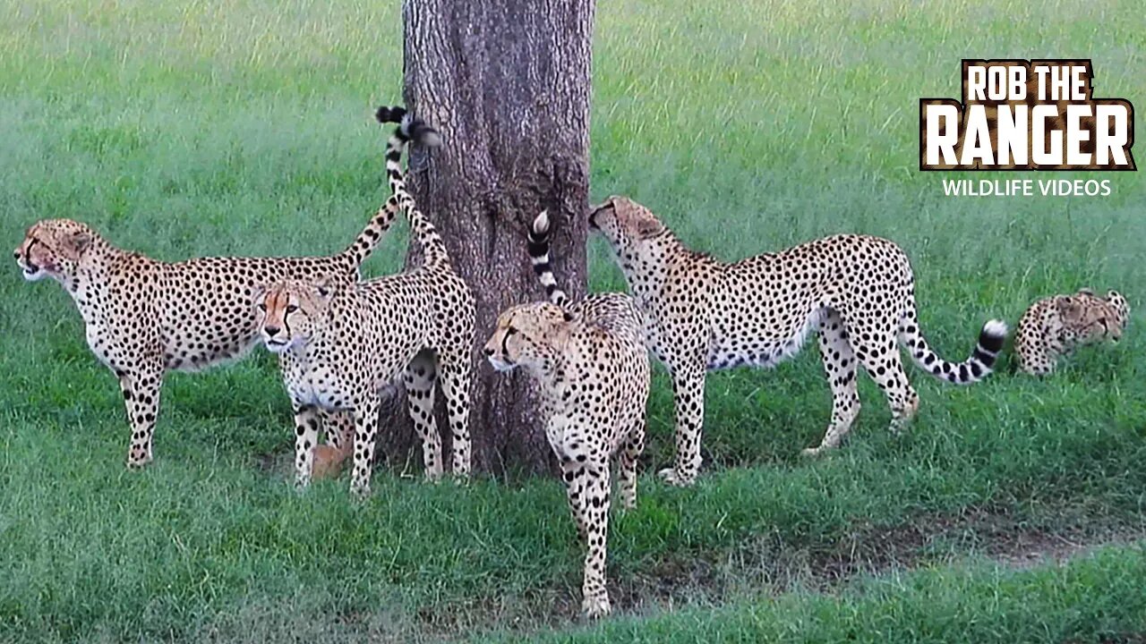 Five Male Cheetah "Tano Bora" On Patrol | Maasai Mara Safari | Zebra Plains