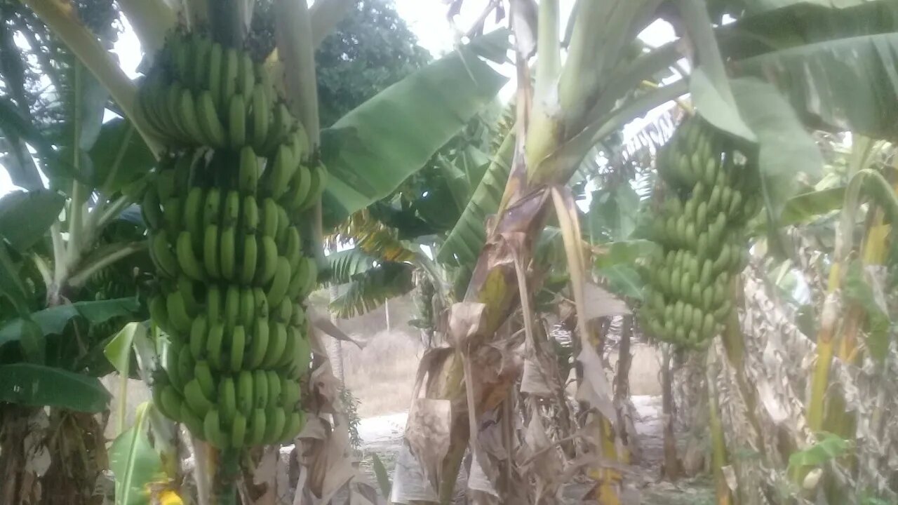 Minha plantação de bananeira - Cachos de banana