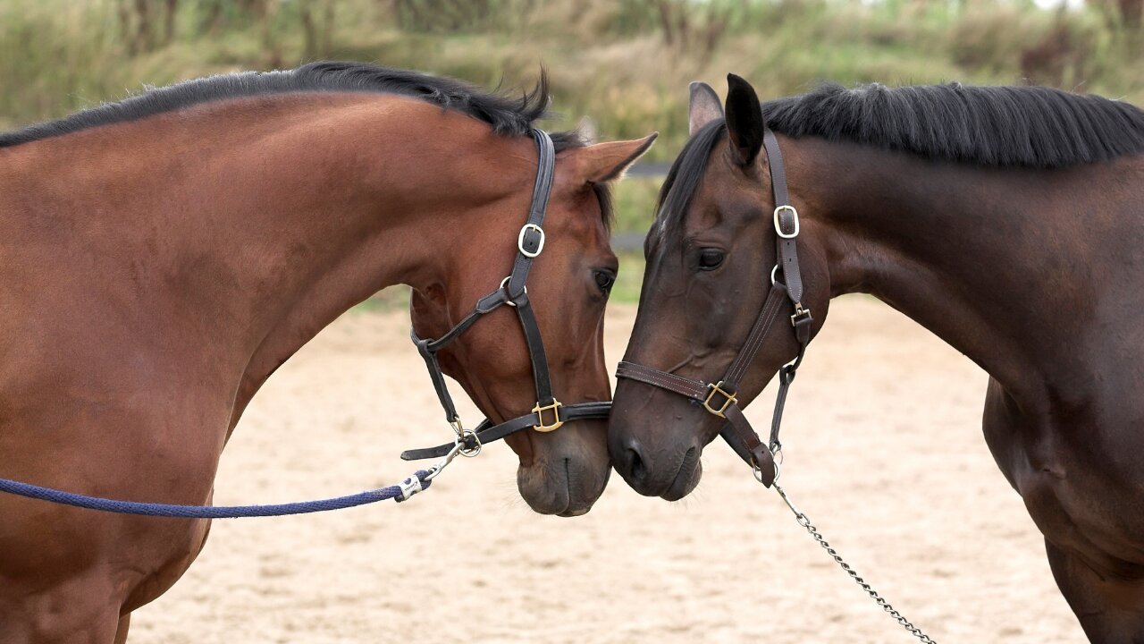 Watch Fatty Tumor Surgery with Equine Veterinarian Dr. Jenni Grimmett