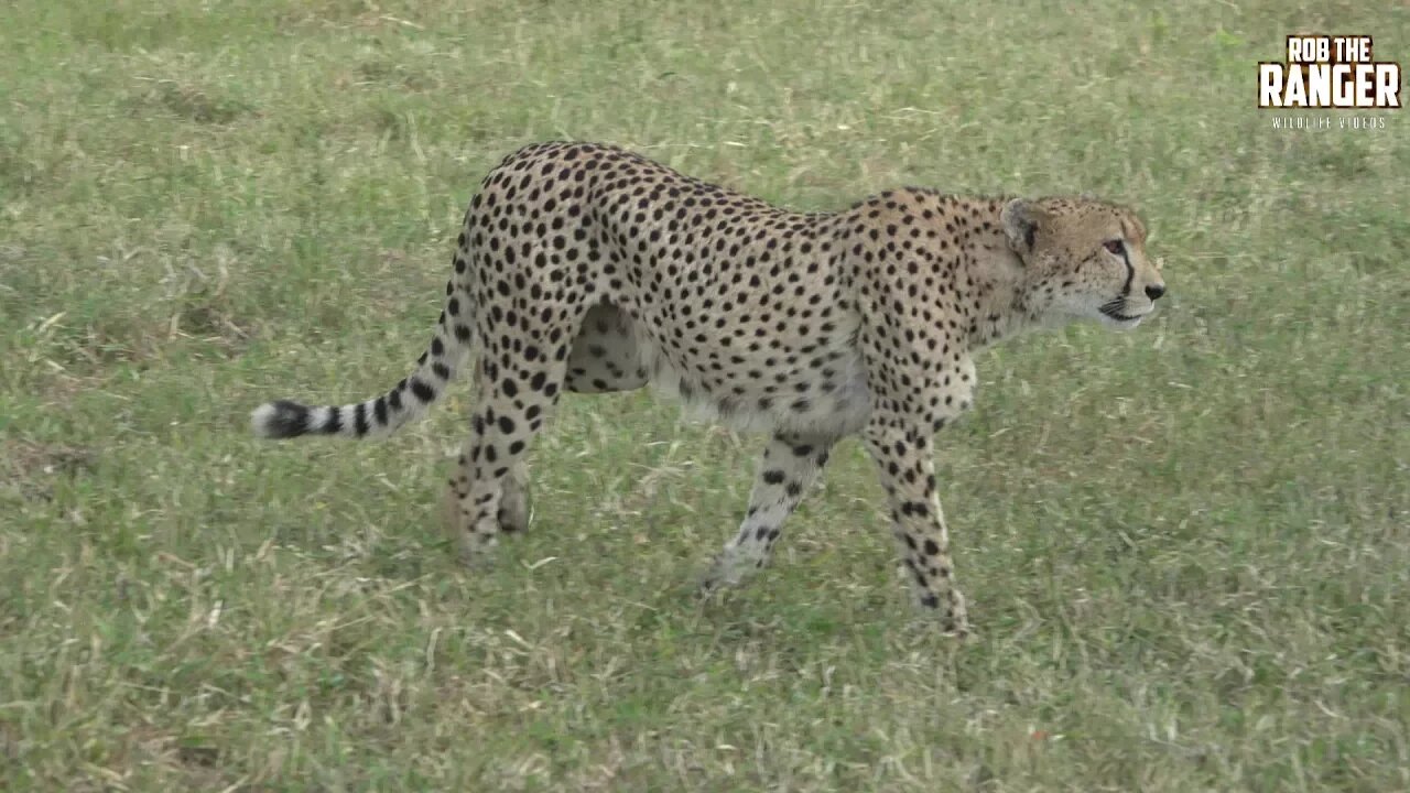 Rare Male Cheetah In Africa Marking Territory With Scent