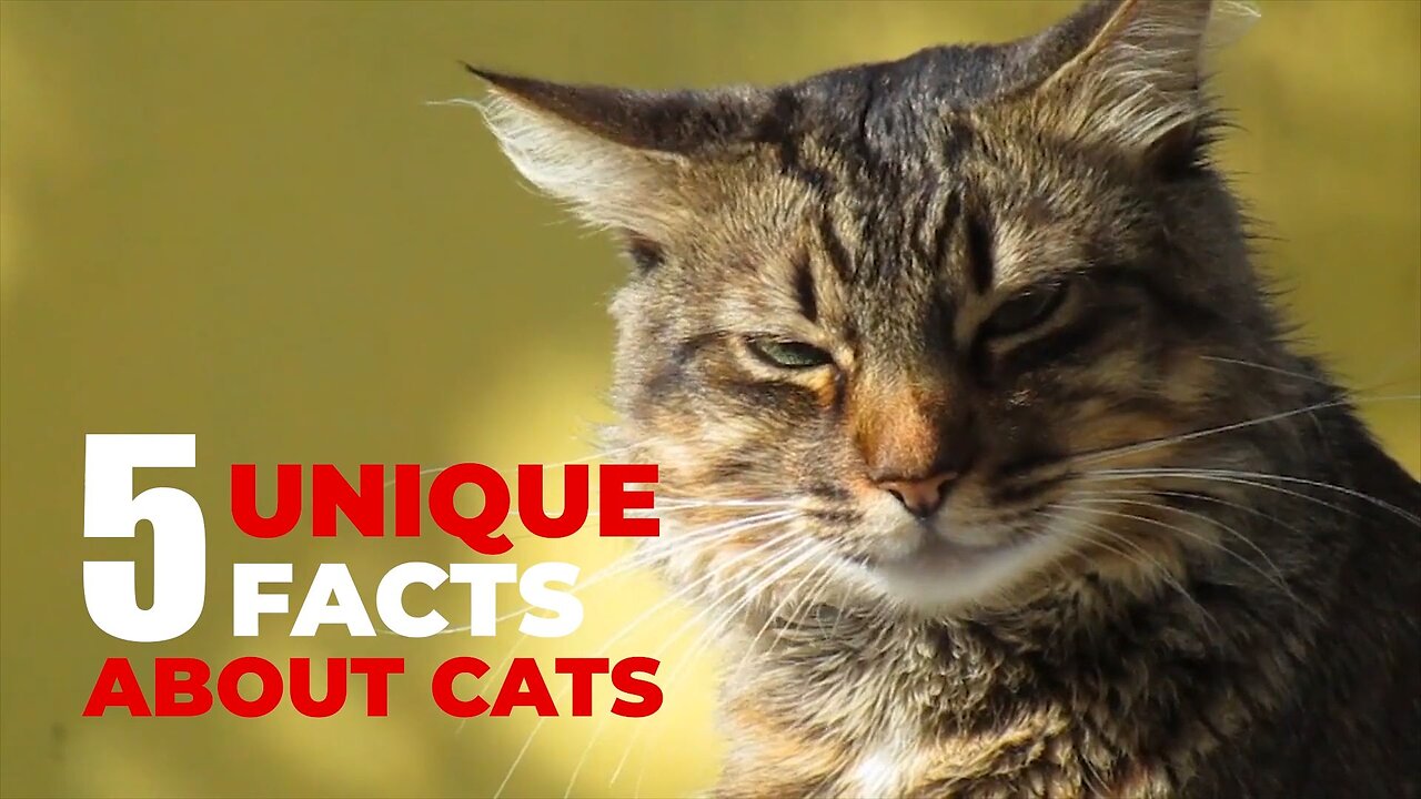 5 Unique Facts About Cats