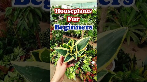 Houseplants for beginners to care at home. #shorts #houseplant #plants