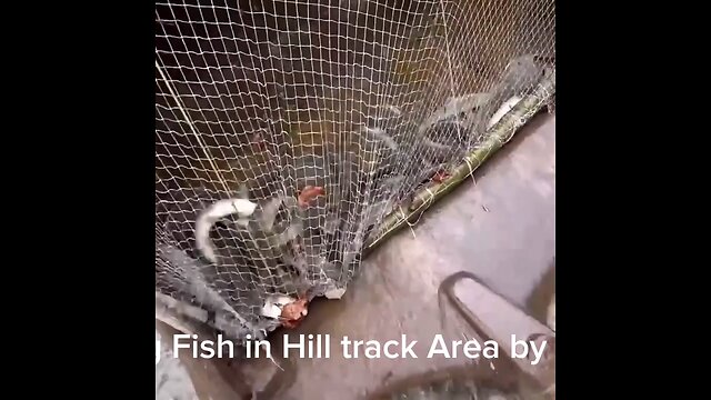 Catching Fish in Hill track Area by A driver