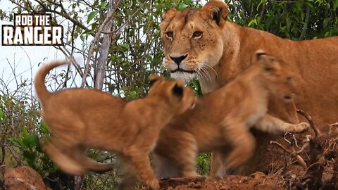 Paradise Lion Pride Den | Maasai Mara Safari | Zebra Plains