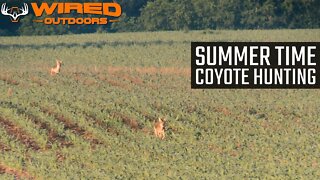 Summer Time Coyote Hunting