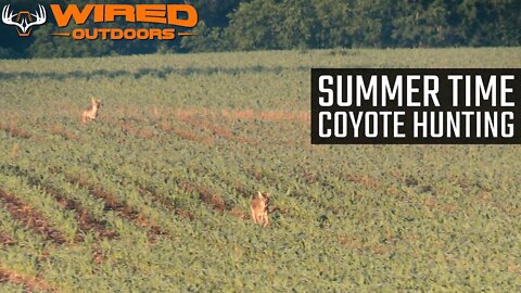 Summer Time Coyote Hunting