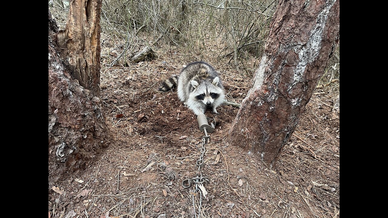 Releasing a rubbed Racoon