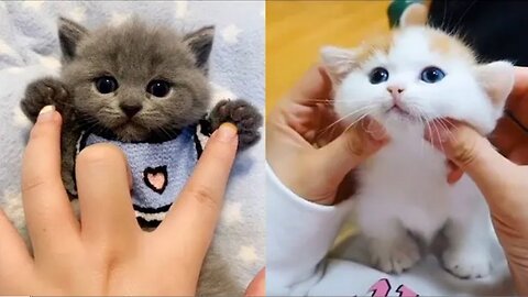 Baby Cats! Cute And Funny Cat Videos Compilation ! Cute kitten in the world