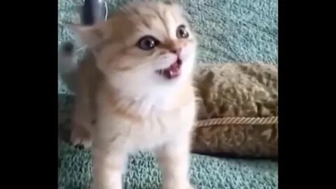 Funny catsDon't try to hold back Laughter Funny Cats Life(part2)