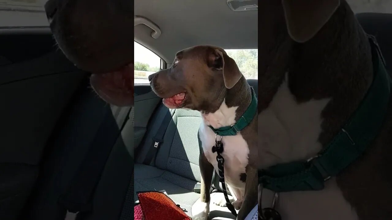 Einstein picks up his boy from school