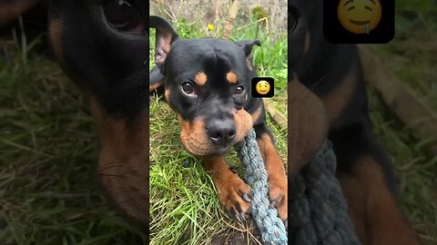 Funny Rottweiler 🐶😂 #shorts #funny #comedy #rich #viral
