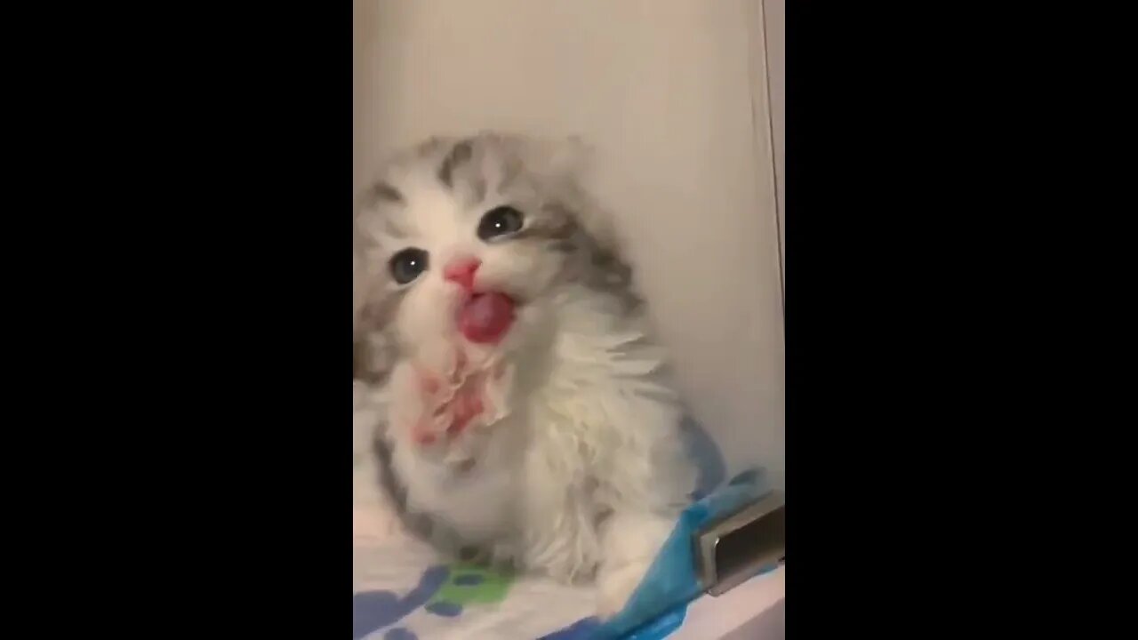 Baby cat naughty video #shorts #cat #kitten