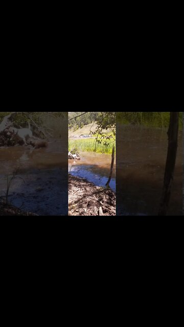 Dogs playing fetch in a water hole. one great swimmer, one nervous of the water