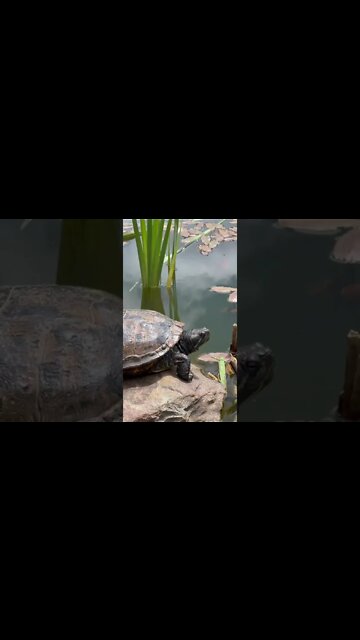 Up close with a turtle at a park