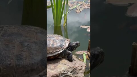 Up close with a turtle at a park