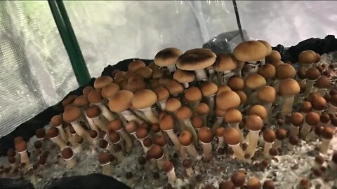 Psychedelic mushroom activists raise equity concerns regarding Proposition 122